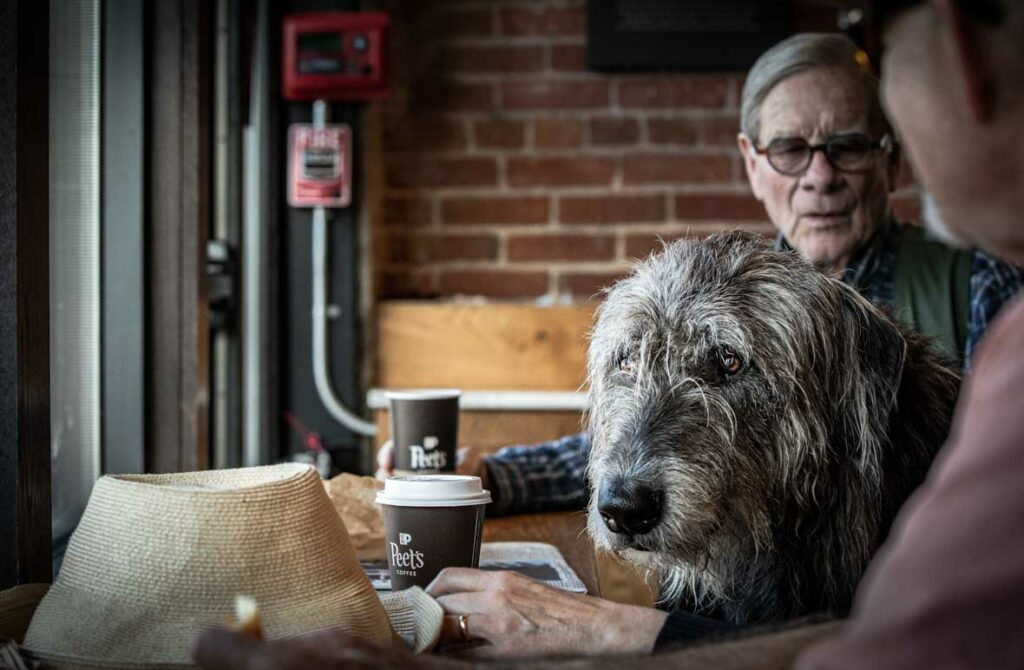 Beastie the Irish Wolfhound in Georgetown