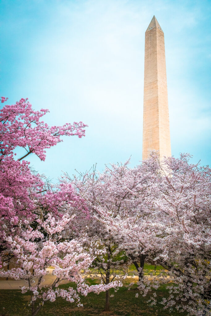 Washington Monument surrounded in cherry blossoms in DC