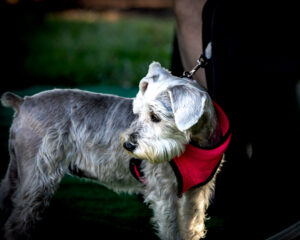 grey Terrier dog wearing a red vest