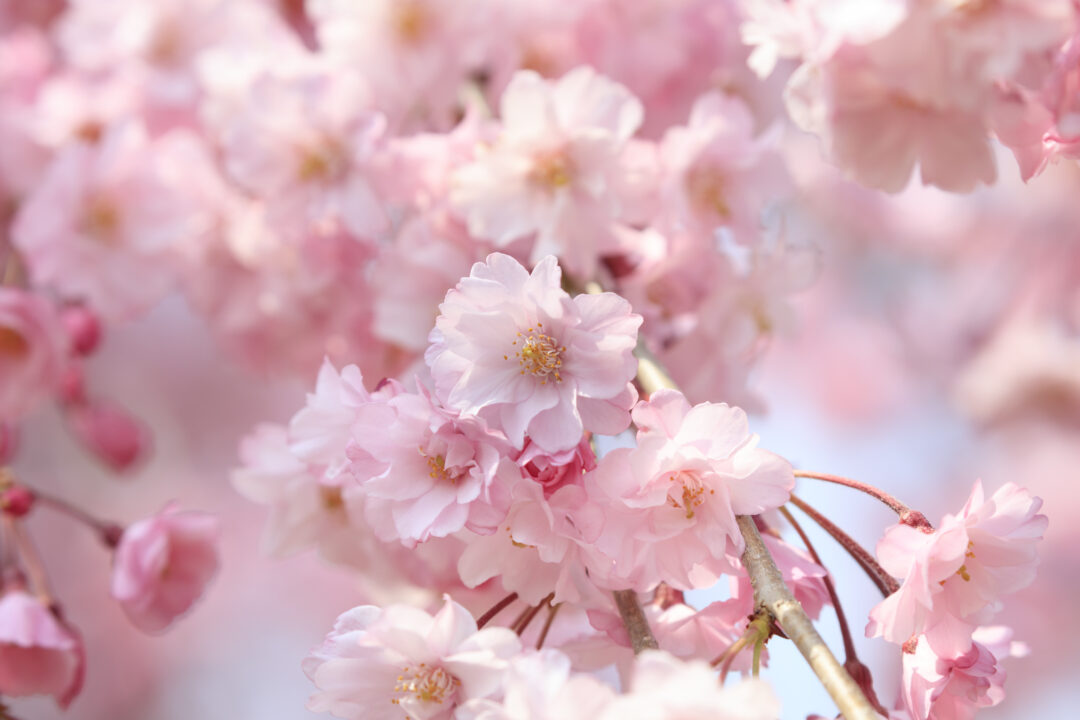 DC Photographer Cherry Blossoms