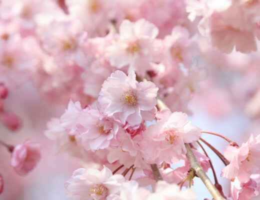 DC Photographer Cherry Blossoms